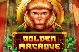 Golden Macaque